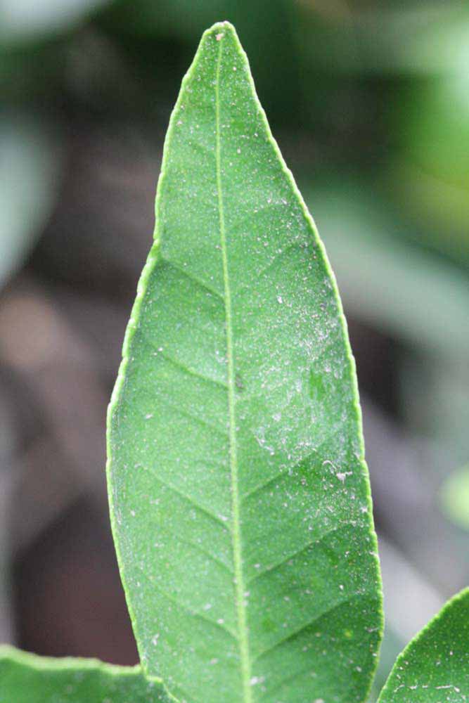              Margin (Kinokuni, Riverside, CA)       